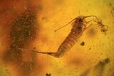Fossil Bristletail (Archaeognatha) In Baltic Amber #93981-1